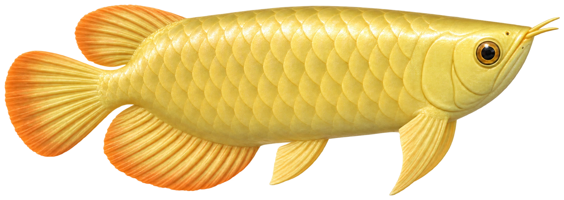 Asian arowana dans Heartopia
