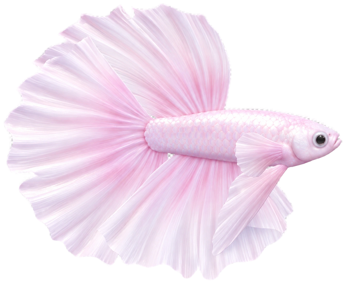 Poisson combattant dans Heartopia