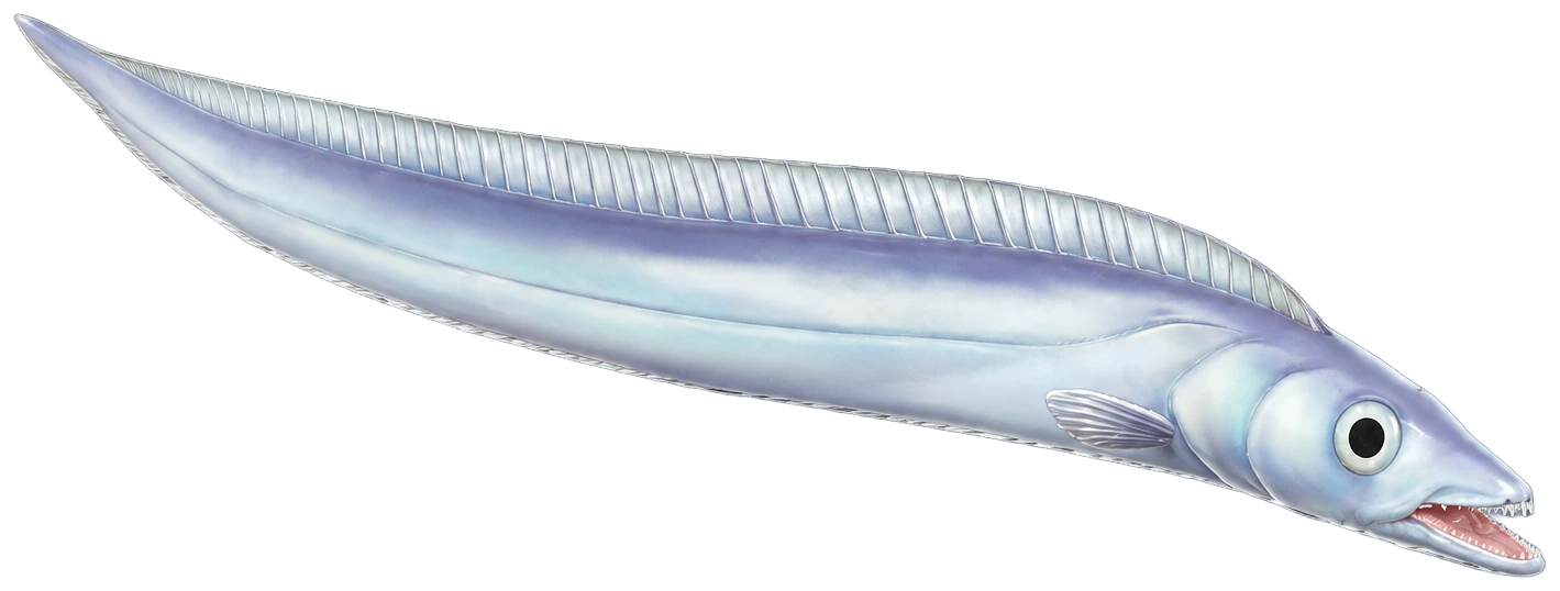 Poisson sabre dans Heartopia