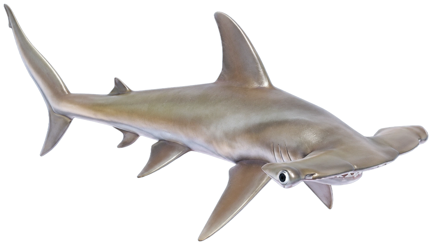 Requin marteau dans Heartopia
