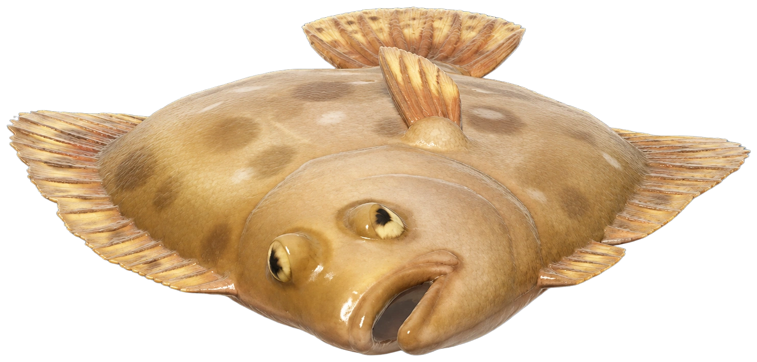 Turbot dans Heartopia